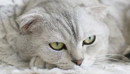 九游游戏中心-德甲积极探索数字化转播新模式，2021-2022德甲转播权